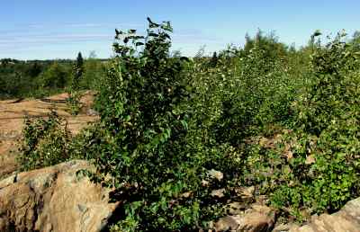 Knight North area in 2006 with vegetation covering the rocky area fairly thickly